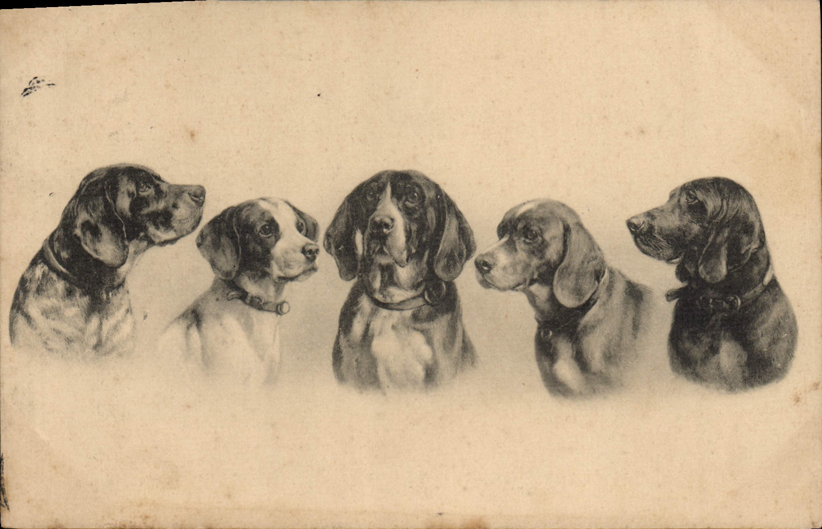 Cinq chiens de chasse — dessin — Nürnberg : Theo. Stroefor, Série 989