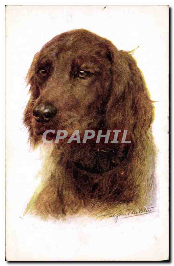 Tête de chien — portrait — série 'Artistique' n°2503, Florence House, Barnes, Londres