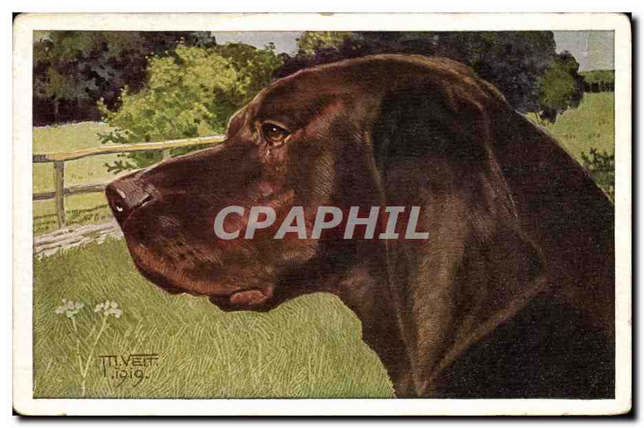 Chien de chasse — Labrador brun — T. IVETT, 1919