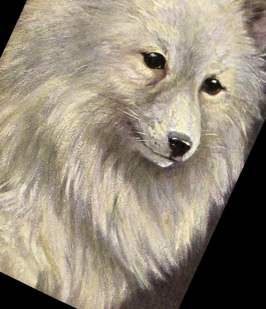 Chien de race Sibérien — série 1193 — éditeur Theo Stroefel, Nurnberg