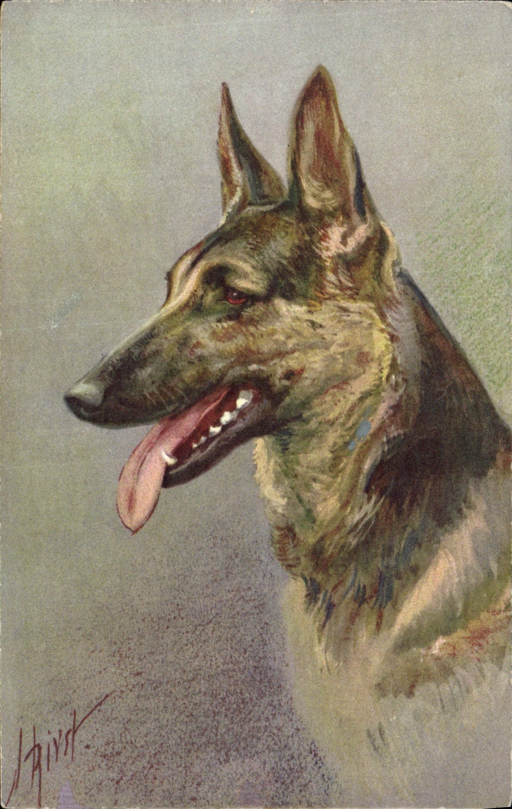Chien berger allemand — portrait — J. Hirdt, No. 102