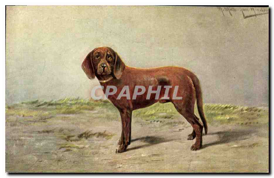 Chien de chasse — série 425 — éditeur non identifié