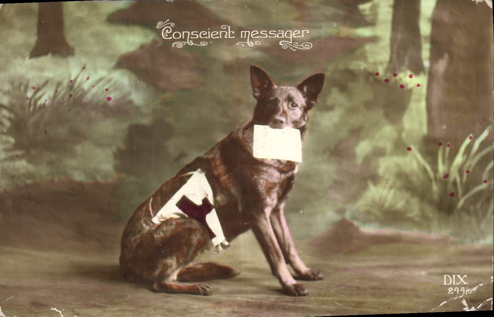 CPA Militaria Chien Croix Rouge