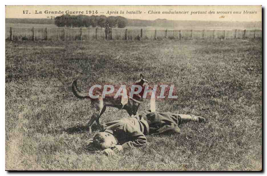 Chien ambulancier portant des secours aux blessés — La Grande Guerre 1914 — Après la bataille — Phot. François