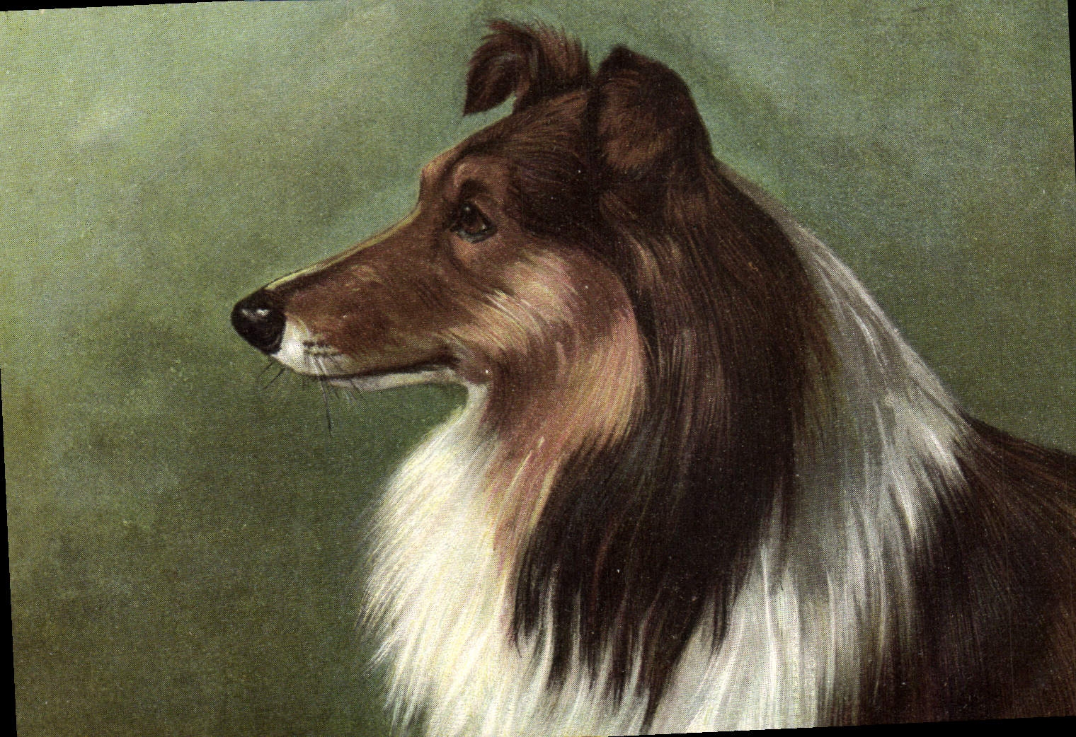 Chien de race Collie — portrait — éditeur M. A. ÉDITIONS PARIS 1915