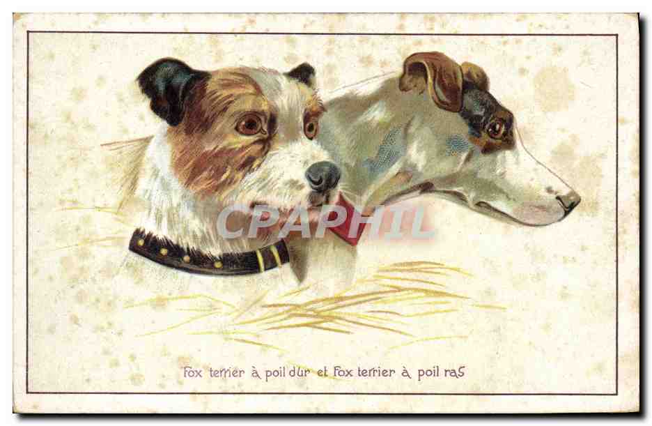 Fox terrier à poil dur et fox terrier à poil ras — ARS CARVA, n° 377-3