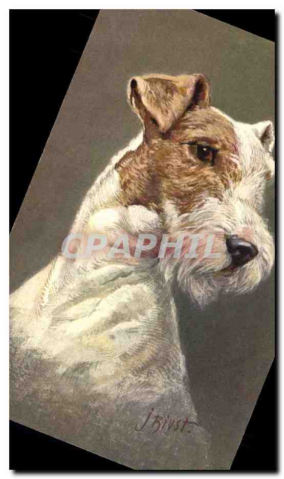 Fox Terrier — portrait — J. Brist. (No. 99)