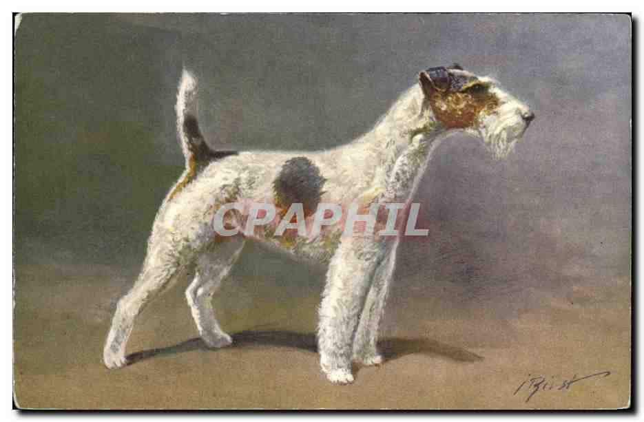 Fox Terrier — dessin signé J. Brist — éditeur non visible