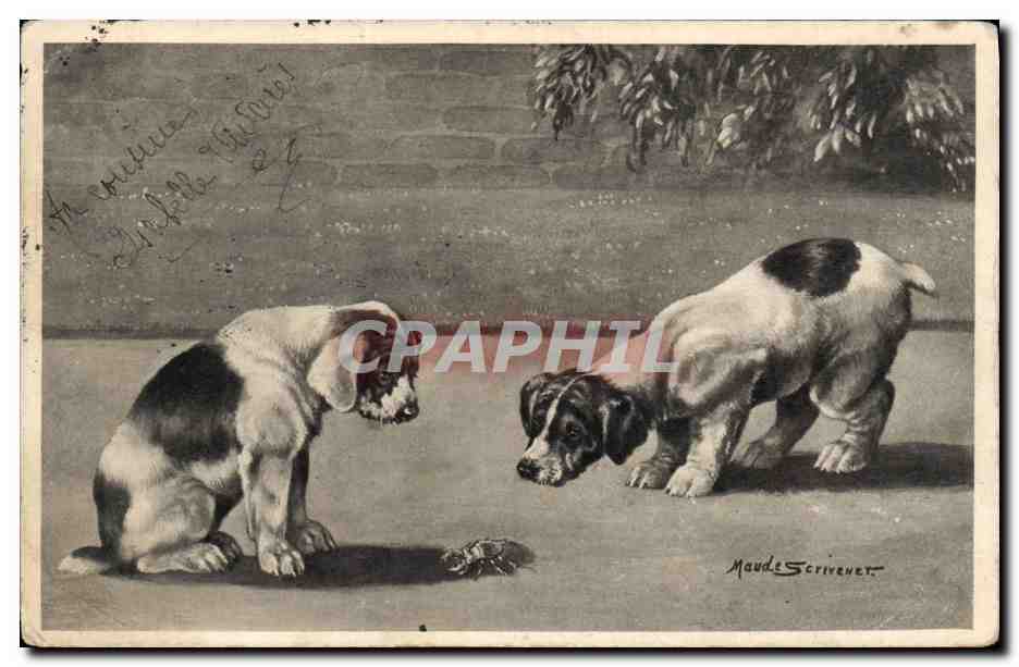 CPA Chien Chiens Chiot