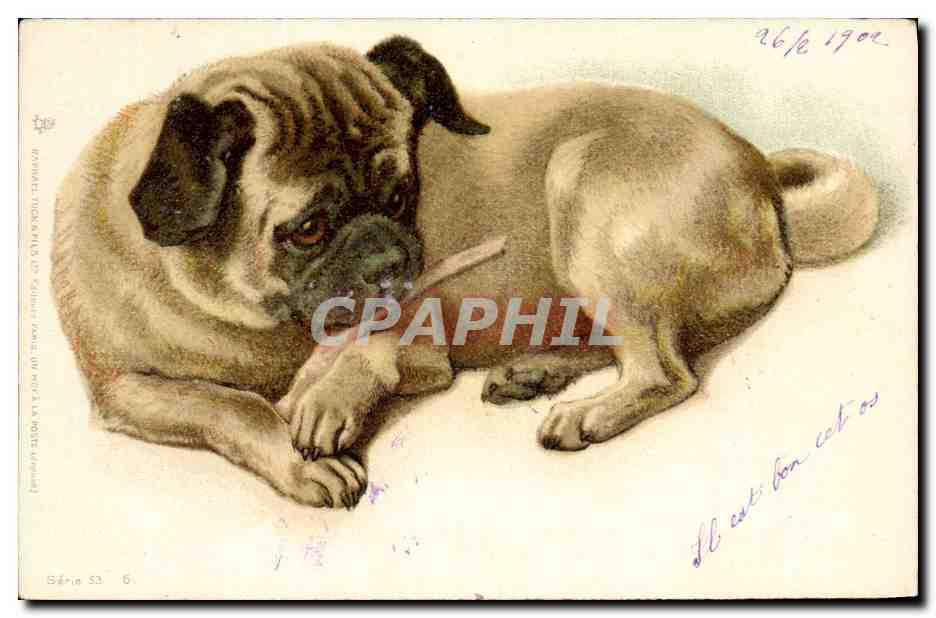 Pug — dessin colorisé — Robert Tock & fils, Série 53, n°6