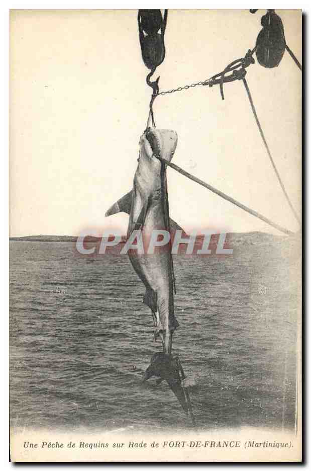 Un'immagine di squali pescati nella baia di FORT-DE-FRANCE (Martinica) — edizione non identificata