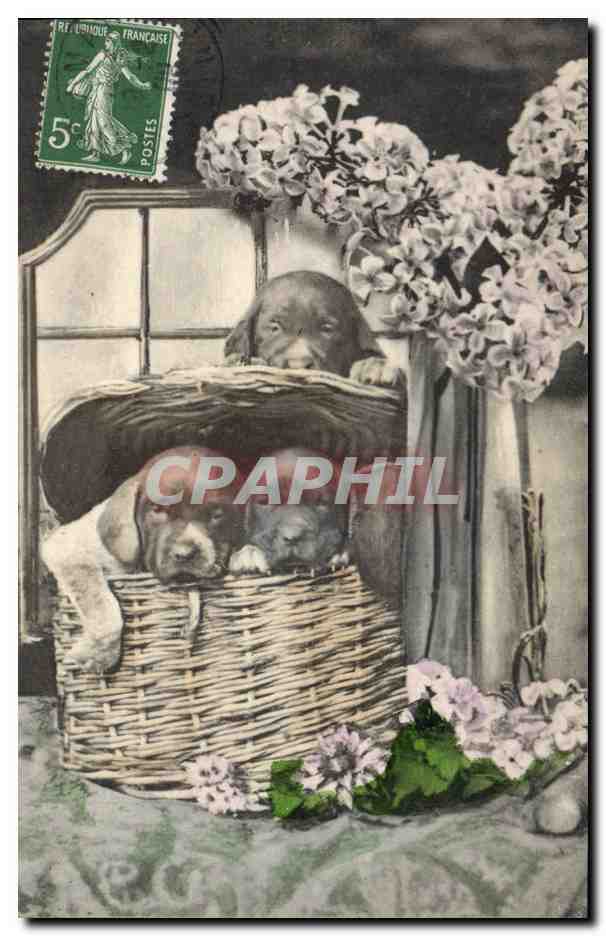 Chiots dans un panier — décor floral — série 2611