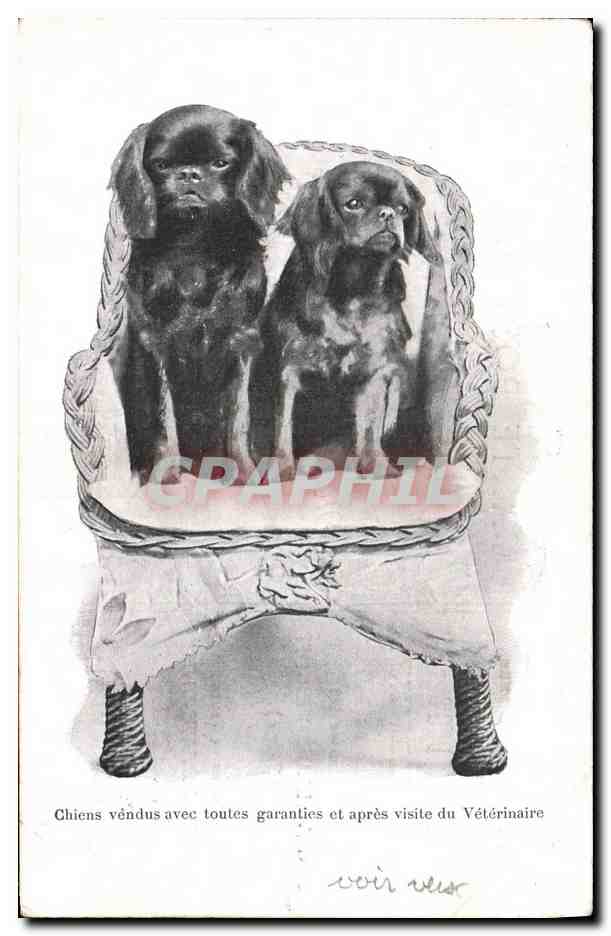 Chiens de race — English Dog's Kennel — Levallois-Perret