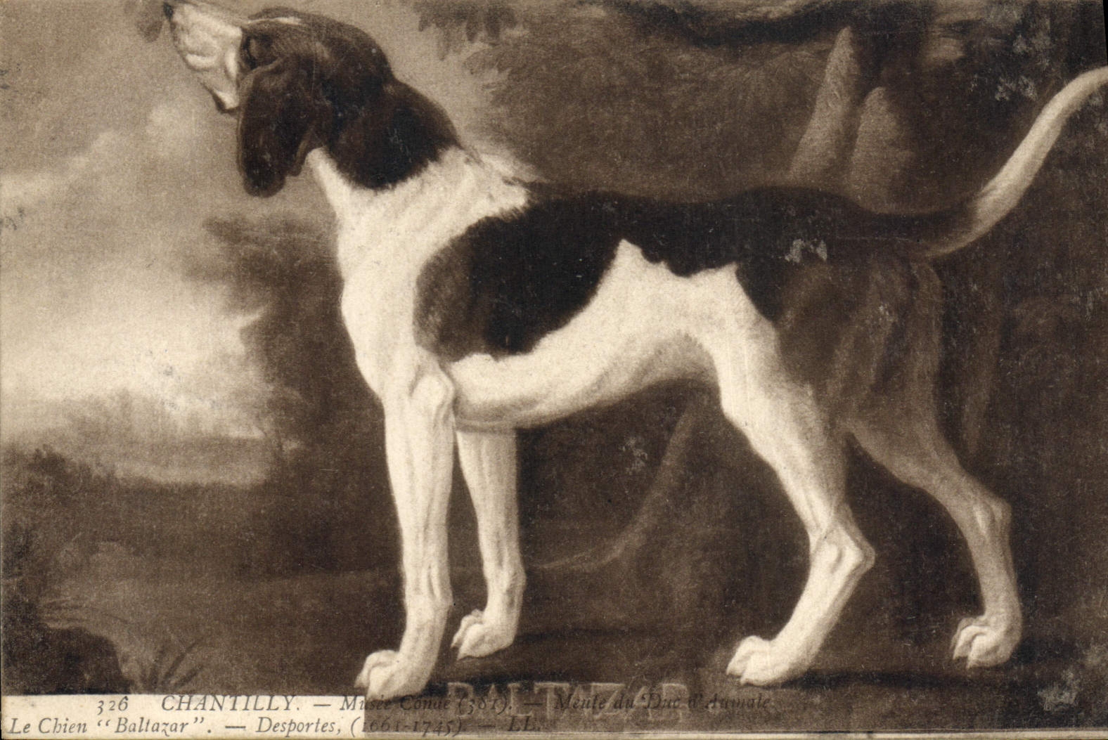 CPA Chien Chiens Chiot Chantilly Musee Conde Le chien Balthazar Desportes