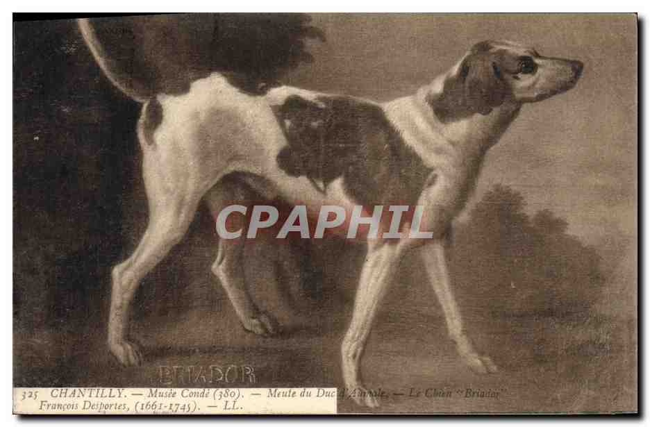 CPA Chien Chiens Chiot Chantilly Musee Conde Meute du duc d'Aumale Le chien Briador Francois Desportes