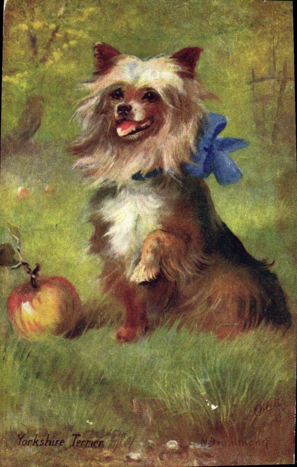Yorkshire Terrier — avec pomme — dessin de J. De Munchen