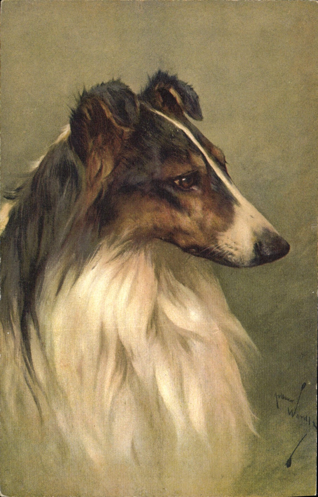 Portrait d'un collie — peinture — Arthur Wordley