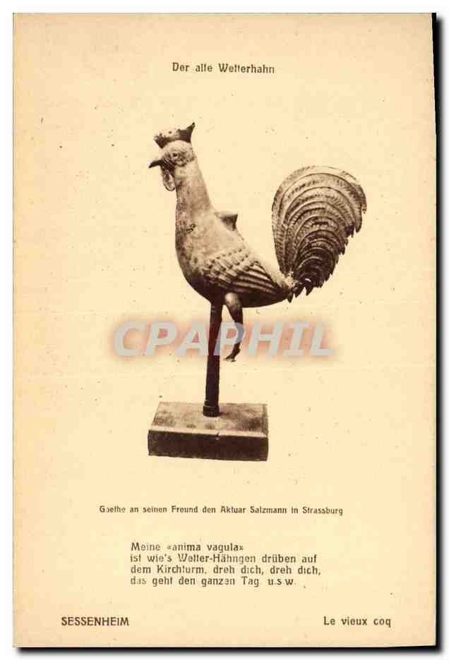 CPA Coq Poule Sessenheim Le vieux Coq 