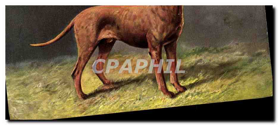 Chien de chasse — profil — éditeur inconnu, série 425