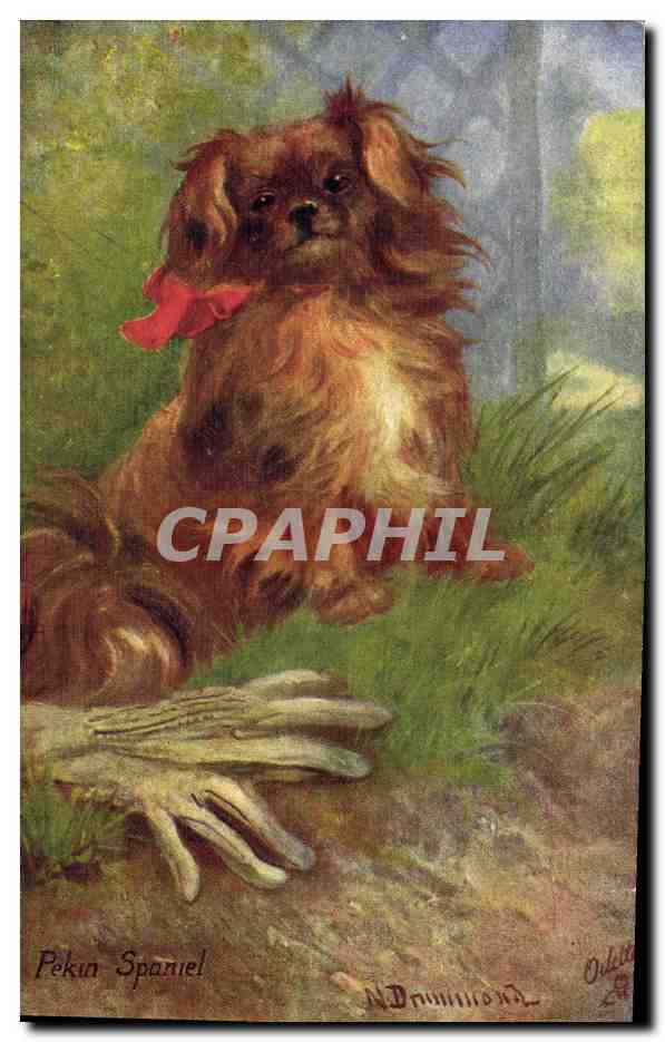 Pekin Spaniel — N. Dominiond, éditeur Tuck & Sons, n° 9639