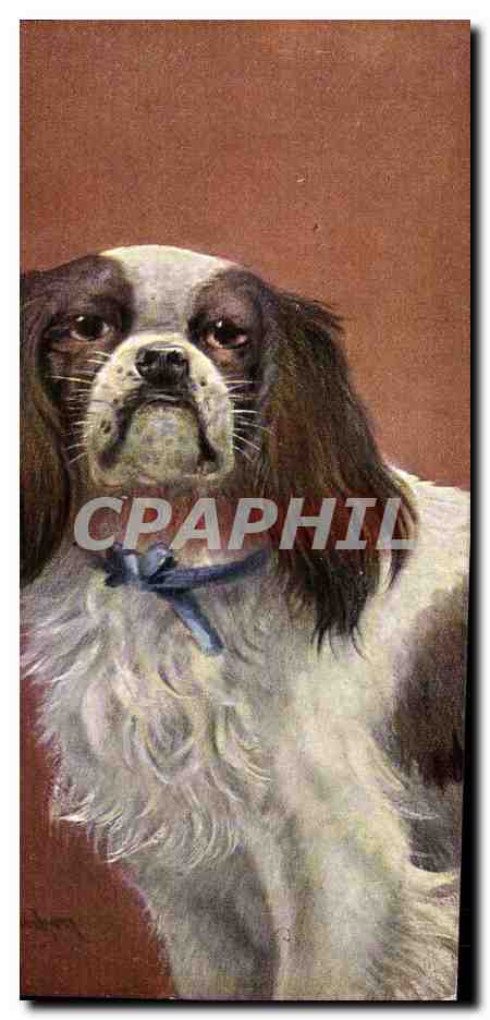 Chien de race — portrait — Theo Stroefel, série 1195