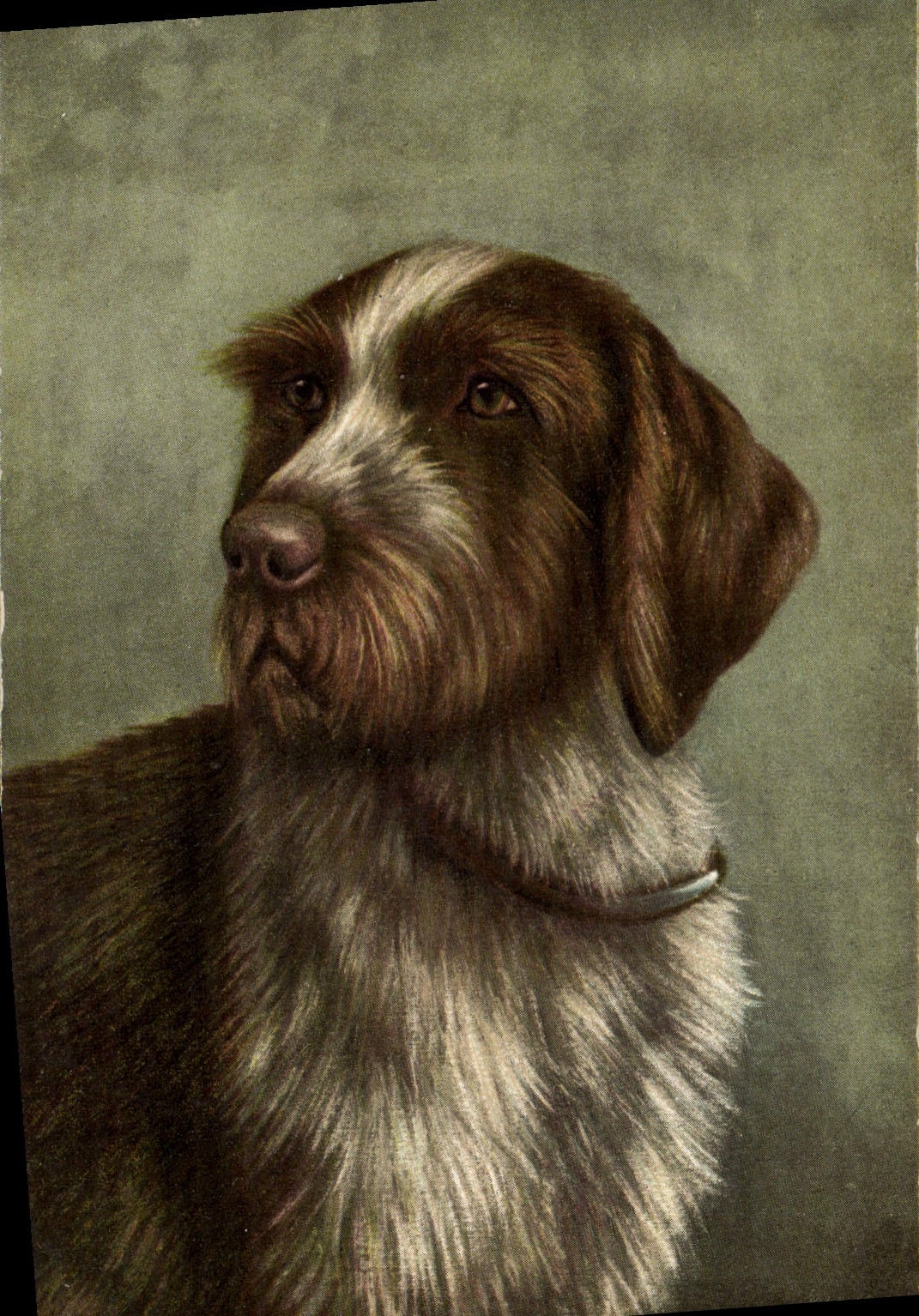 Portrait d'un chien braque allemand — éditeur CPAPHIL, n° 7376
