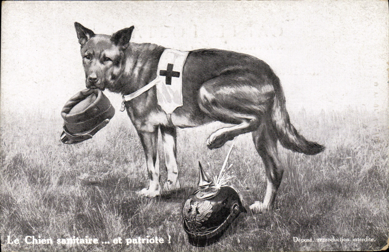 Chien sanitaire et patriote — Édition Lorraine