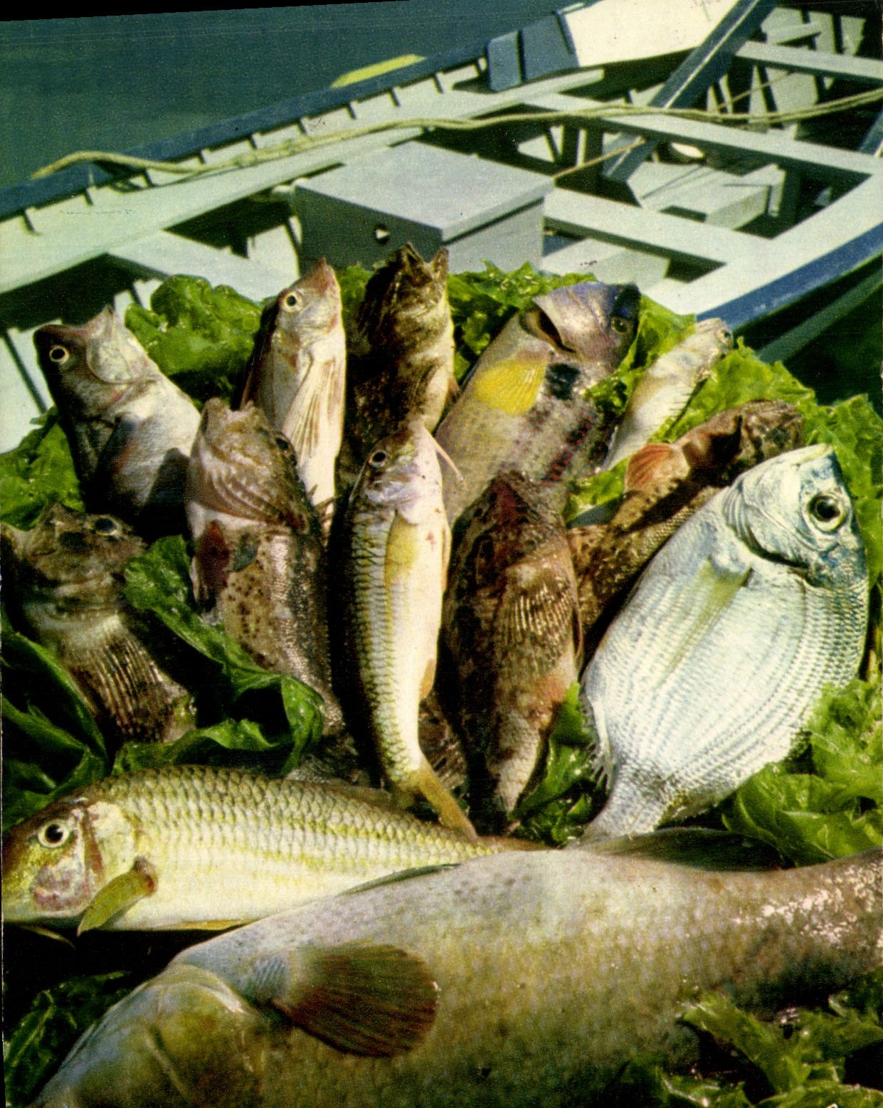 CPM Les poissons et la recette de la vraie Bouillabaisse 