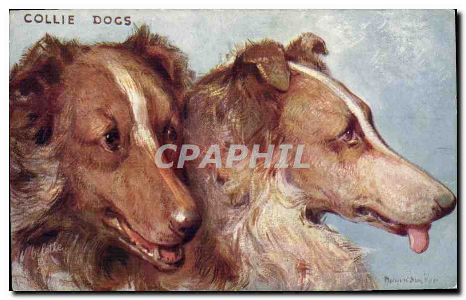 Deux Collies — Peinture de Bilette — Tuck's Postcard