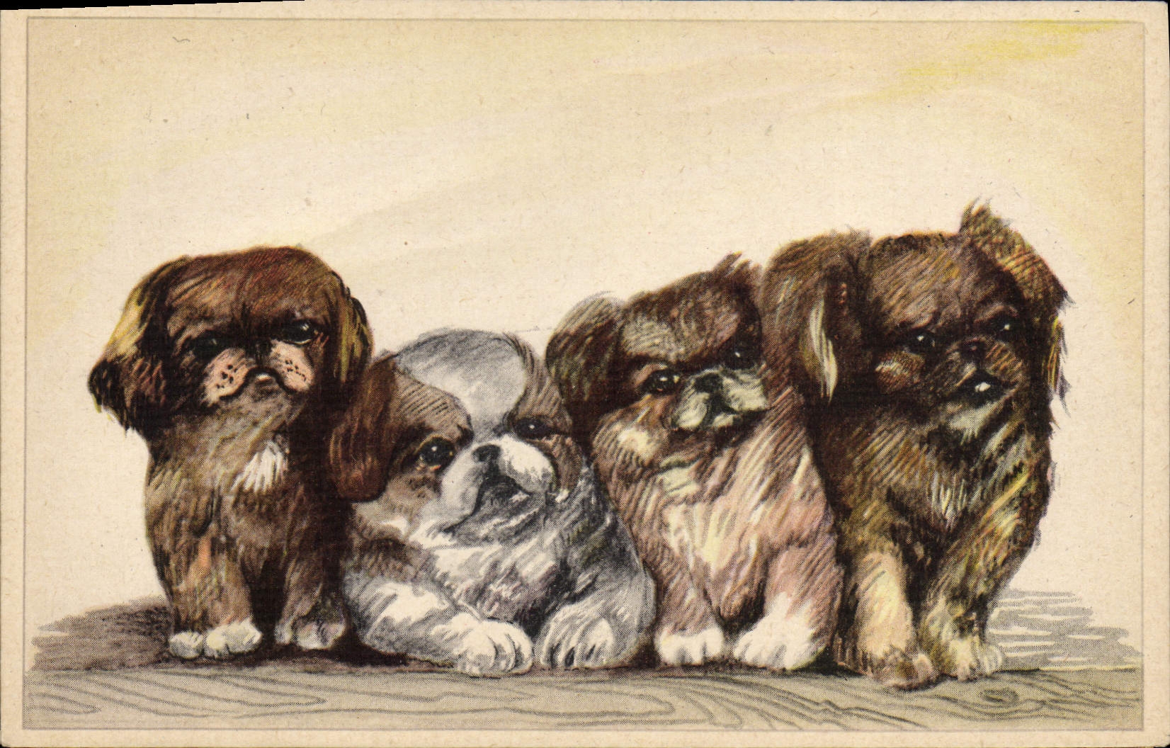 Quatre chiots Shih Tzu — édition spéciale — Imprimerie Belge