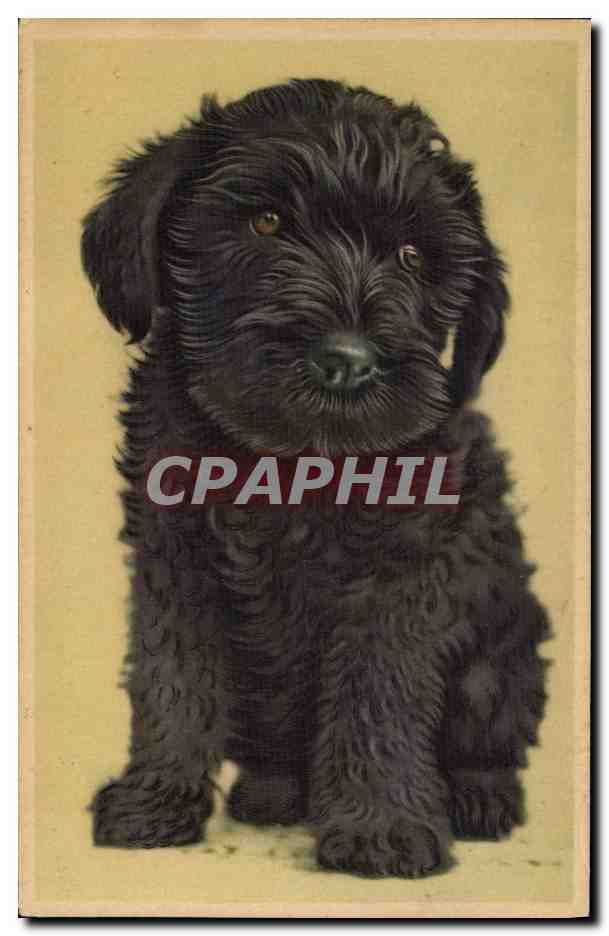 Chien noir — dessin — éditeur non visible
