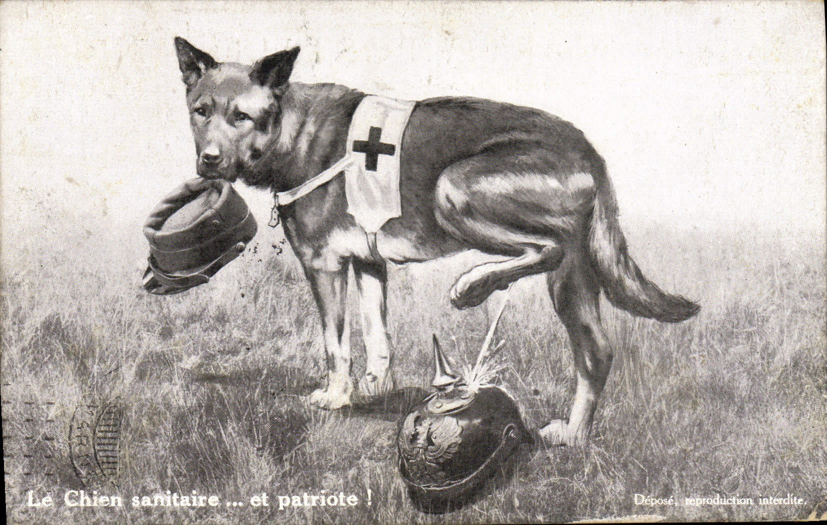 Le Chien sanitaire ... et patriote ! — Édition Lorraine