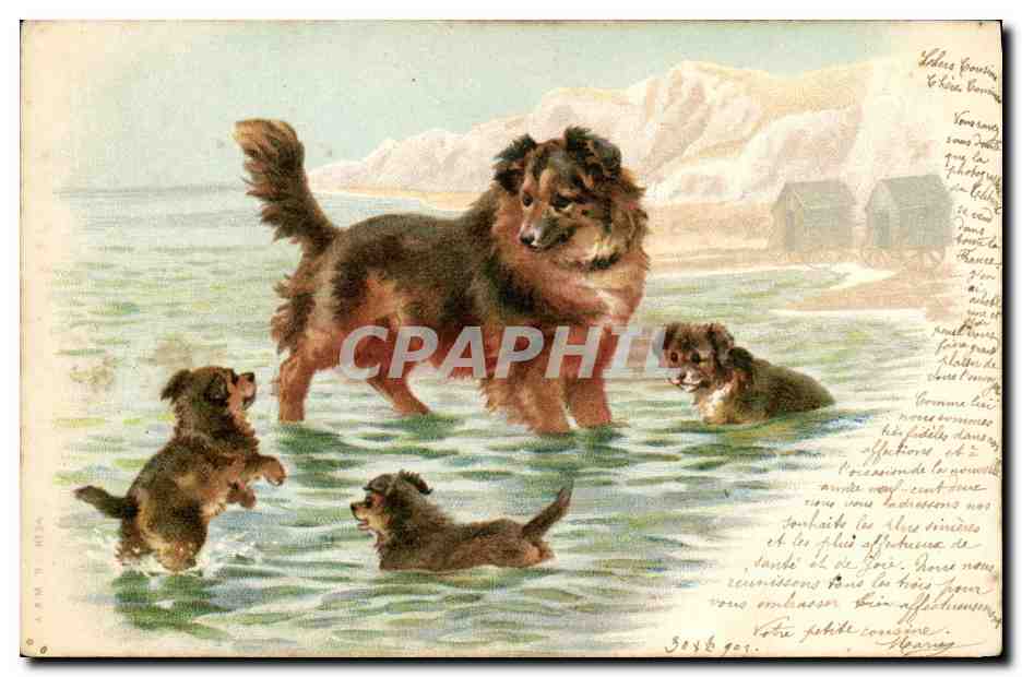 Chiens dans l'eau — paysage montagneux — éditeur A.M. T. Héza