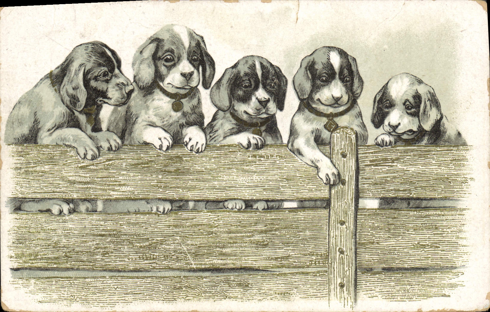 CPA Chien Chiens Chiot