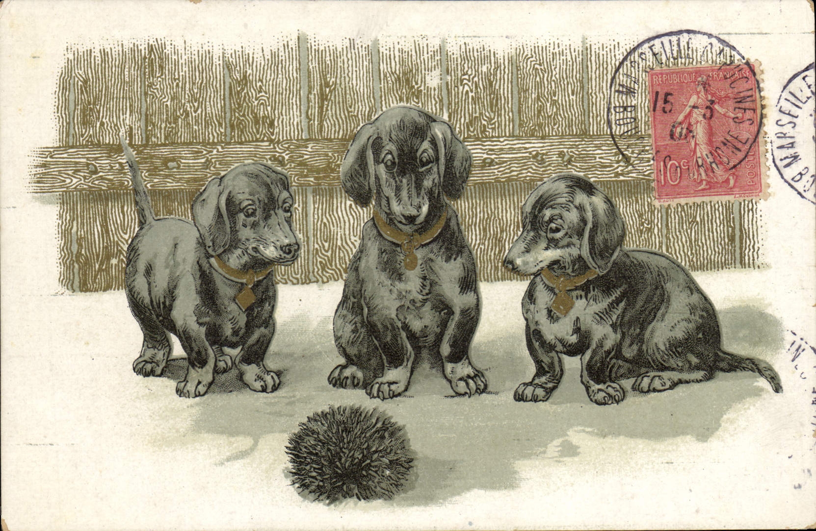 Trois chiots d'arrêt — illustration — éditeur inconnu