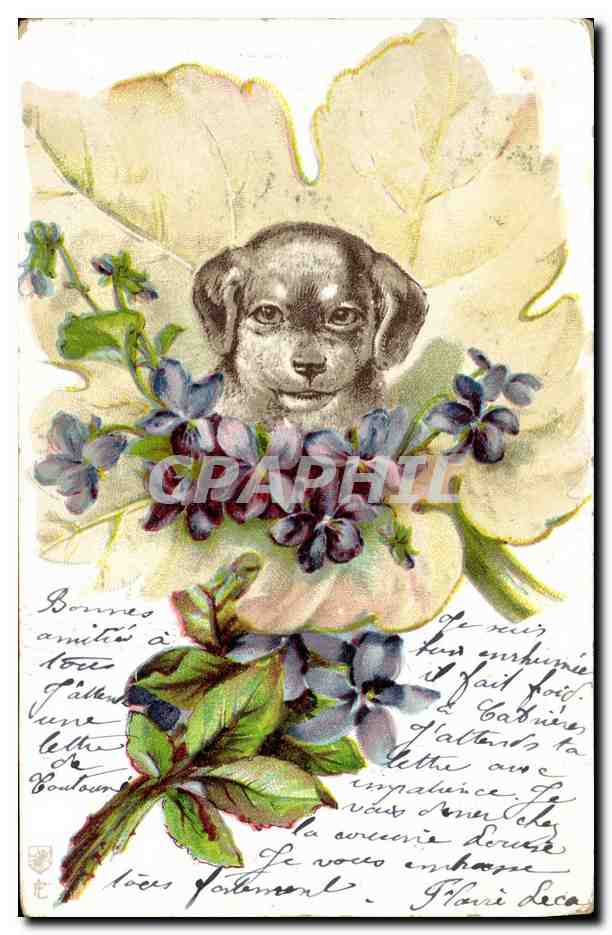 Chien et violettes — carte postale illustrée — éditeur non identifié