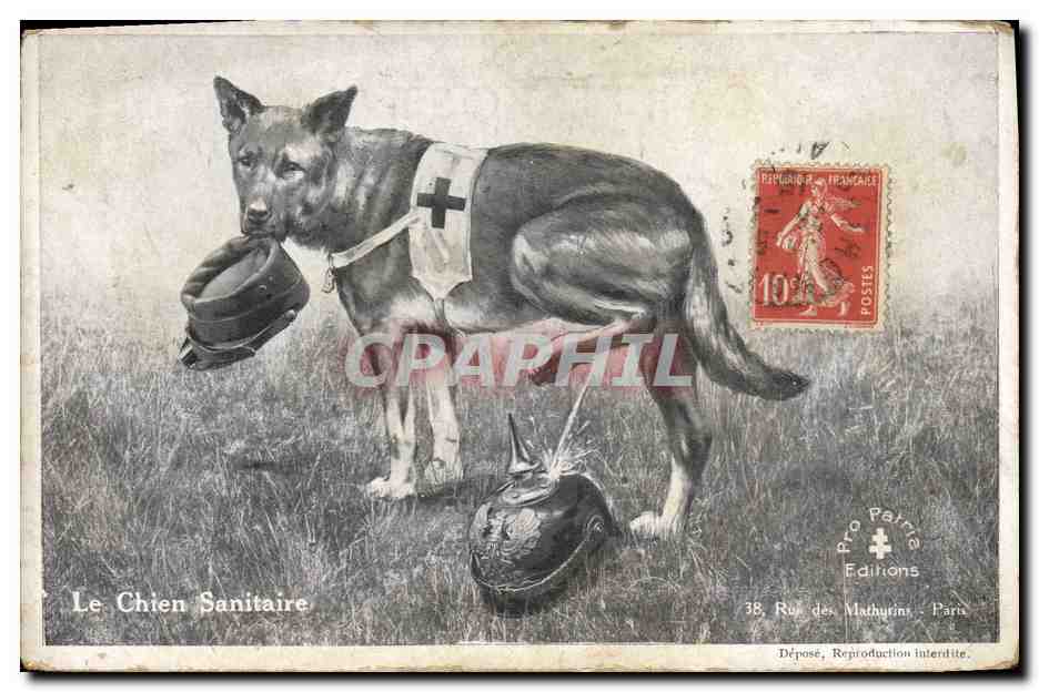 CPA Chien Chiens Chiot Le chien Sanitaire 