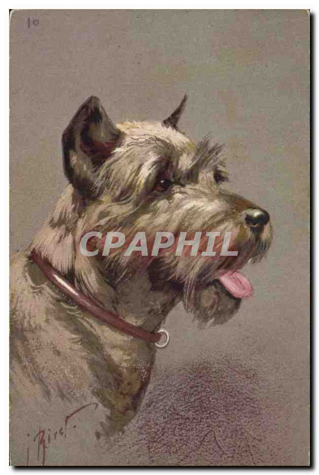 Chien de race Schnauzer — portrait — J. Biret, No 103