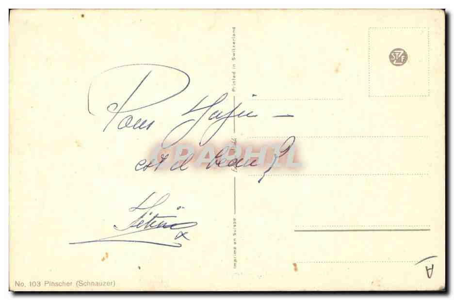 Chien de race Schnauzer — portrait — J. Biret, No 103 — Verso