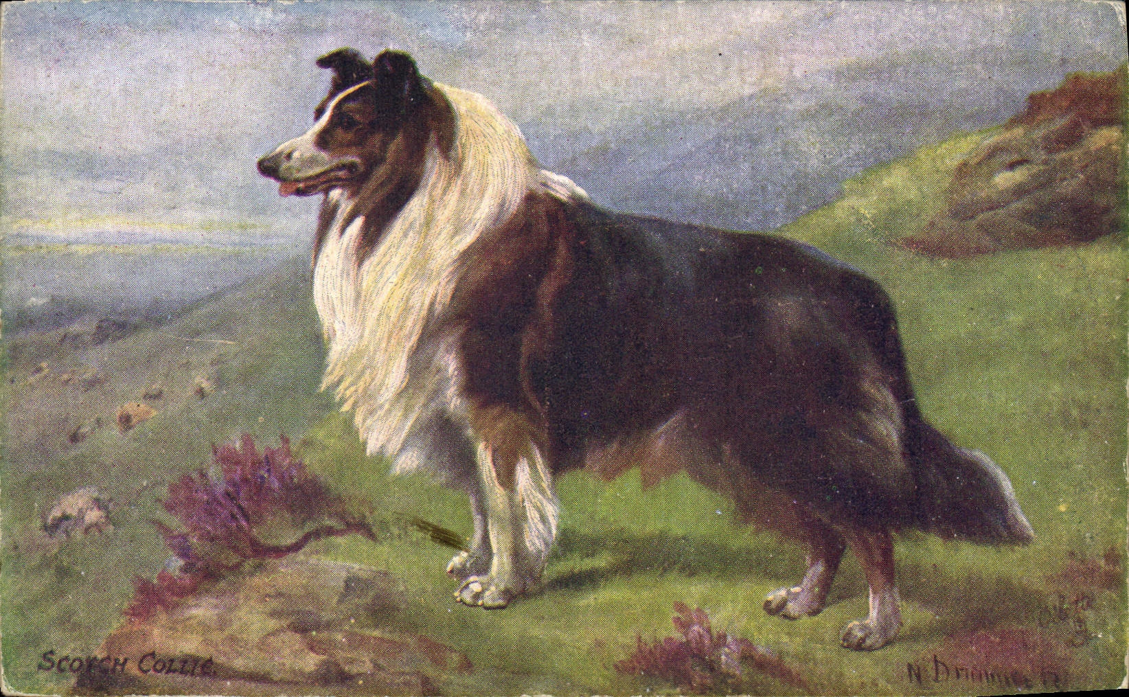 Border Collie — paysage montagneux — N. D'rihane, n° 13-10