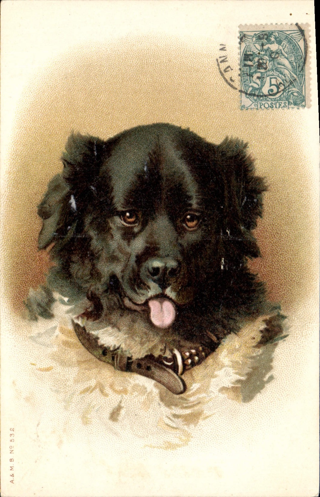 Chien noir — portrait — A&M B No 532