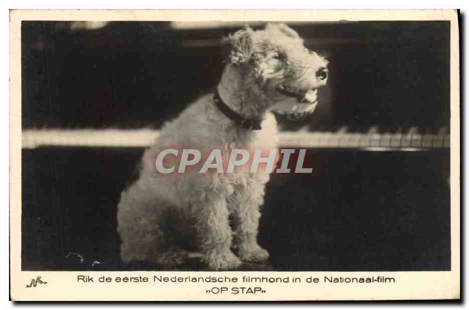 CPA Chien Chiens Chiot 