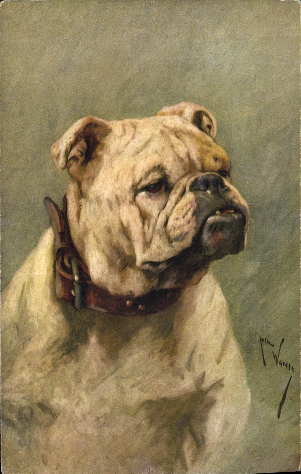 Bulldog — portrait — William Ward's