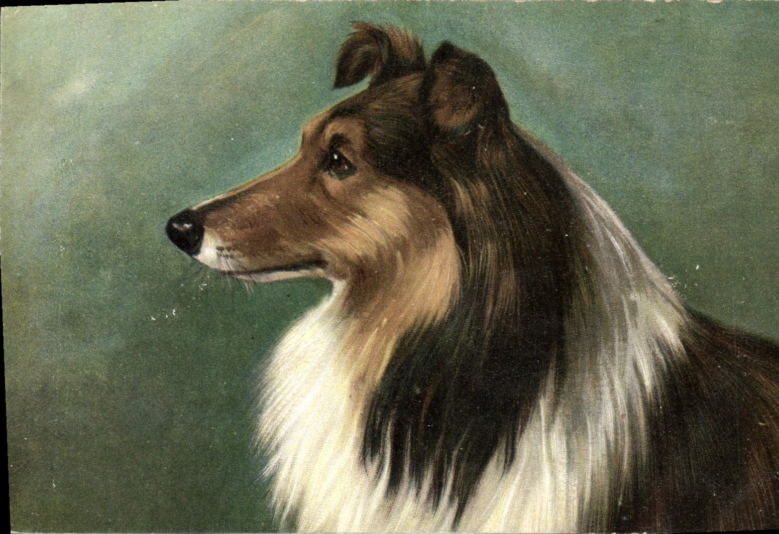 Chien de race Collie — portrait — R.F. Éditeurs, Paris, série COS