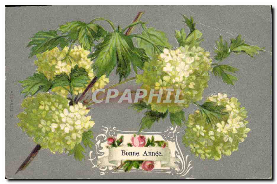 Fleurs de sureau — Bonne Année — éditeur non visible