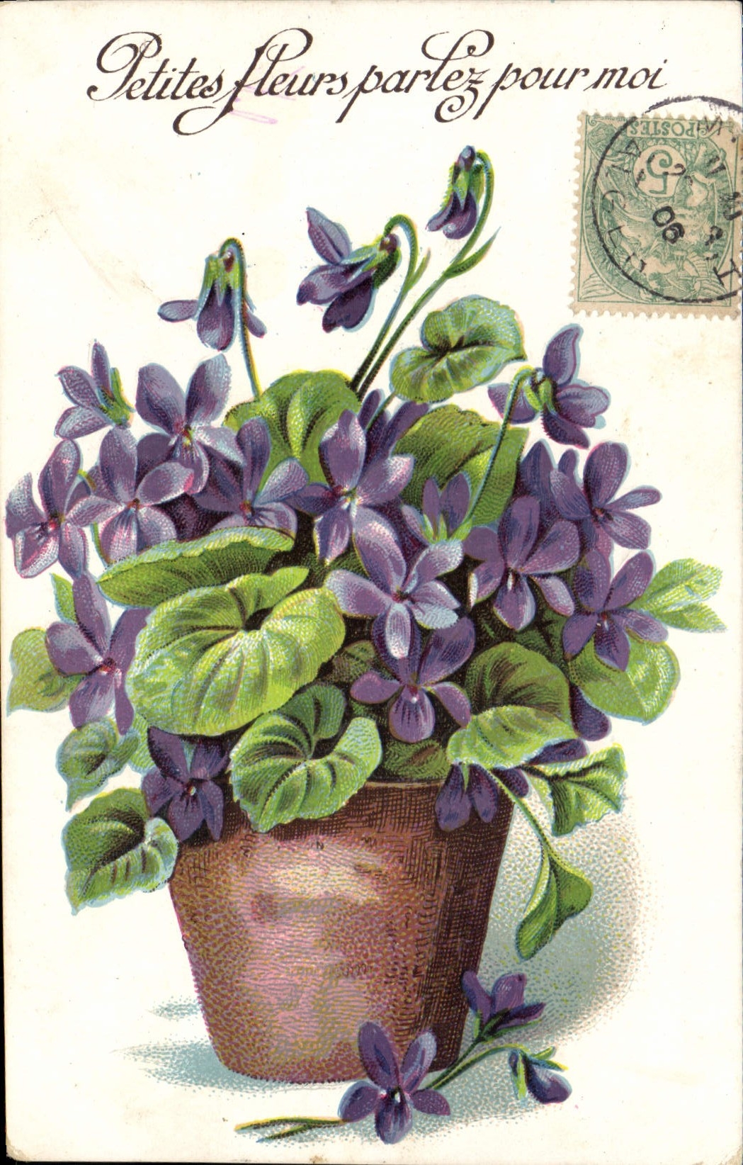 Violette en pot — 'Petites fleurs parlez pour moi' — J.C. Paris