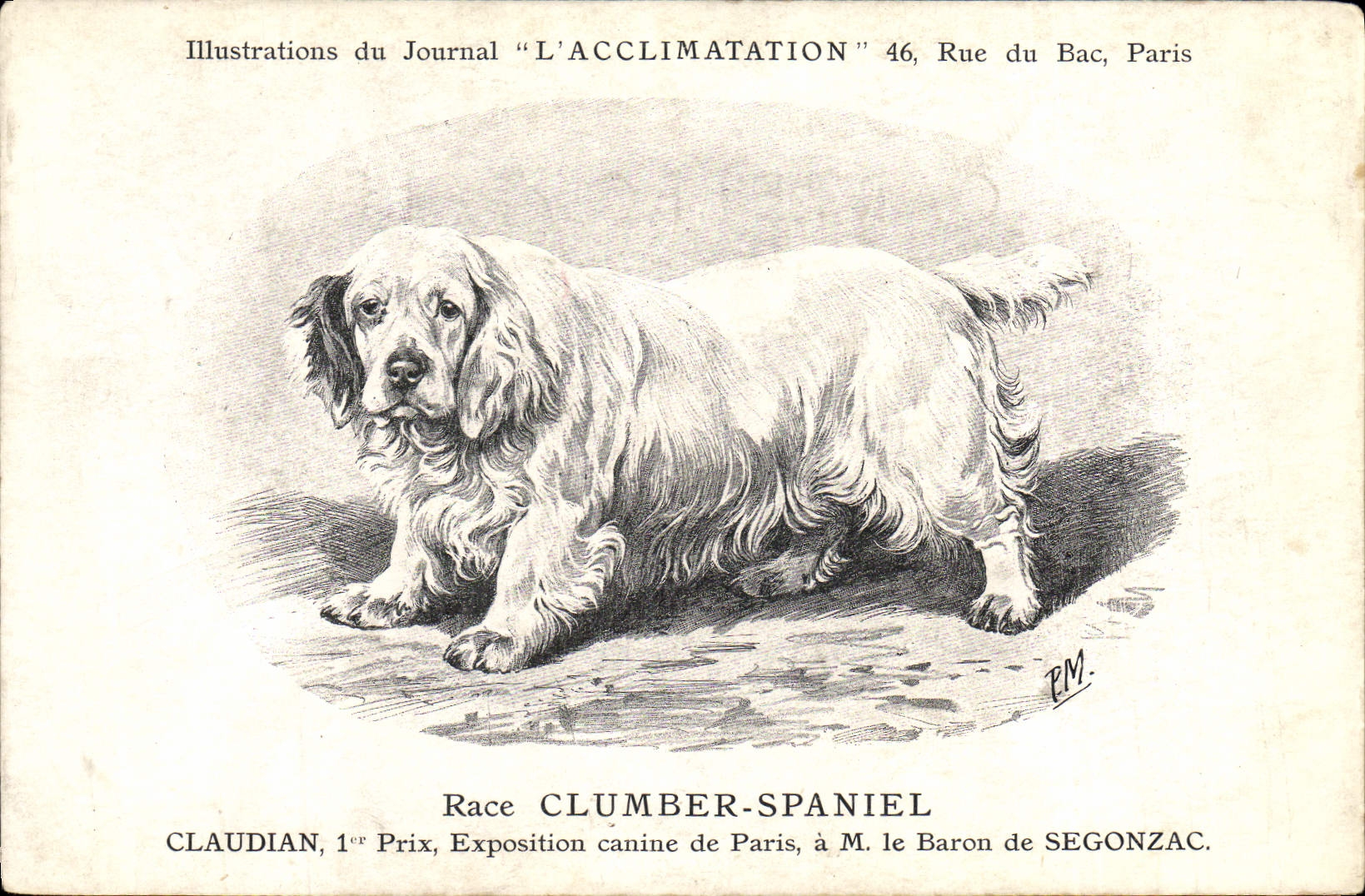 Chien Clumber Spaniel — Claudian, 1er Prix, Exposition canine de Paris — Illustrations du Journal "L'ACCLIMATATION", 46 Rue du Bac, Paris