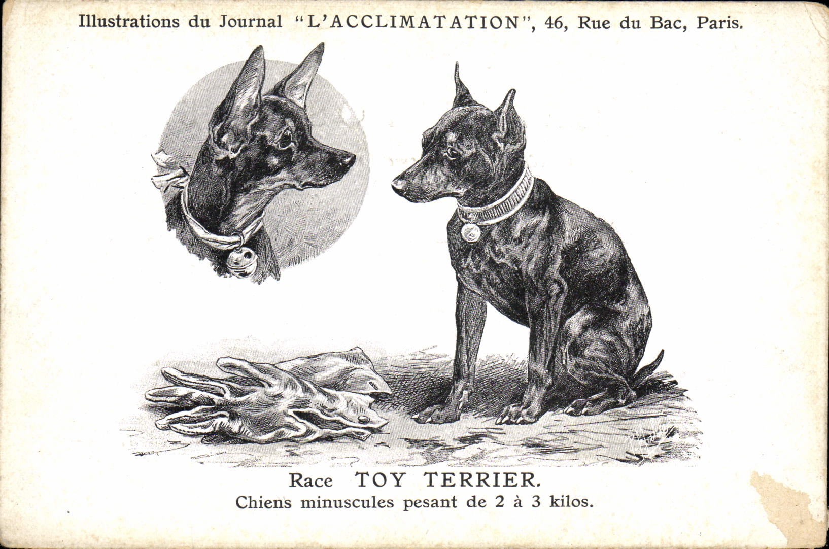 Toy Terrier — Chiens minuscules pesant de 2 à 3 kilos — Illustrations du Journal "L'ACCLIMATATION", 46, Rue du Bac, Paris.