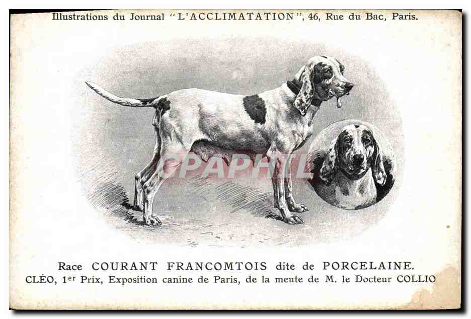 Chien de race courant francomtois — Cléo, 1er prix à l'exposition canine de Paris — Illustrations du Journal 'L'ACCLIMATATION', 46 Rue du Bac, Paris.