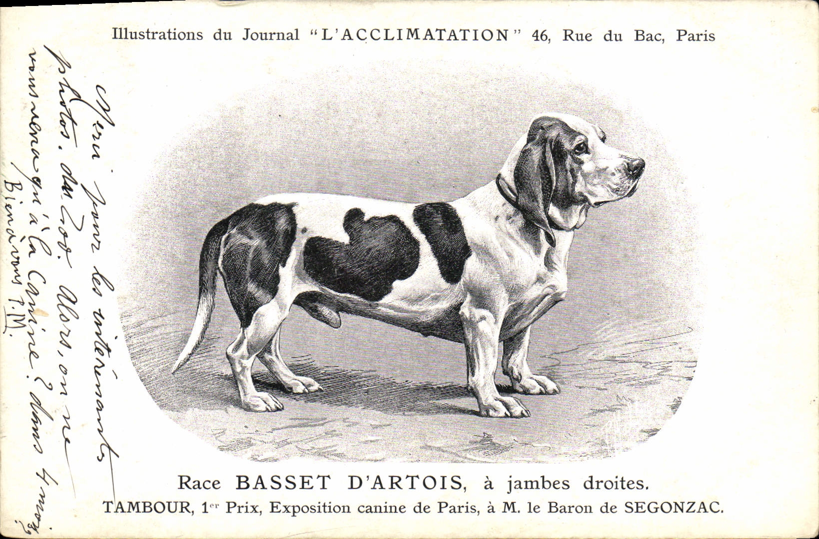 CPA Chien Chiens Chiot Race Basset d'Artois a jambes droites Tambour Exposition canine de Paris 